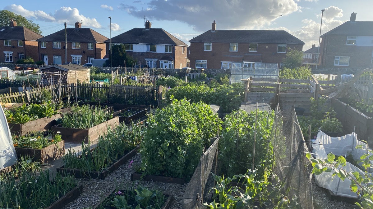 Tony's allotment — raised beds, paths and a polytunnel
