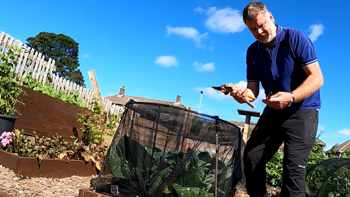 Tony tending the beds on his plot